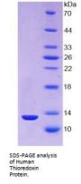 Human Thioredoxin (TXN) Protein
