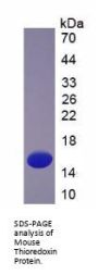 Mouse Thioredoxin (TXN) Protein