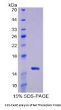 Rat Thioredoxin (TXN) Protein