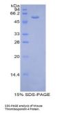 Mouse Thrombospondin 4 (THBS4) Protein