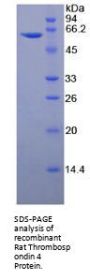 Rat Thrombospondin 4 (THBS4) Protein