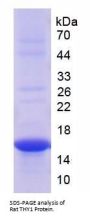 Rat Thy-1 Membrane Glycoprotein (THY1) Protein