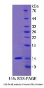 Human Thy-1 Membrane Glycoprotein (THY1) Protein
