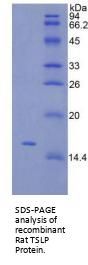 Rat Thymic Stromal Lymphopoietin (TSLP) Protein