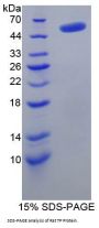 Rat Thymidine Phosphorylase (TP) Protein