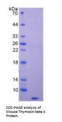 Mouse Thymosin Beta 4 (TMSB4) Protein