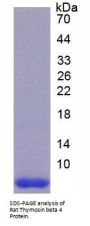 Rat Thymosin Beta 4 (TMSB4) Protein