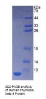 Human Thymosin Beta 4 (TMSB4) Protein