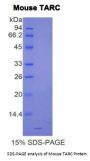 Mouse Thymus Activation Regulated Chemokine (TARC) Protein