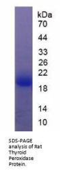 Rat Thyroid Peroxidase (TPO) Protein