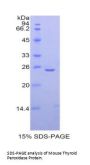 Mouse Thyroid Peroxidase (TPO) Protein