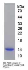 Mouse Thyroid Stimulating Hormone Beta (TSHb) Protein