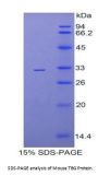 Mouse Thyroxine Binding Globulin / TBG (SERPINA7) Protein