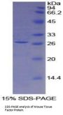 Mouse Tissue Factor (TF) Protein