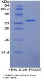 Rabbit Tissue Factor (TF) Protein