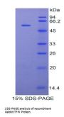 Rabbit Tissue Factor Pathway Inhibitor (TFPI) Protein