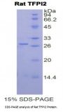 Rat Tissue Factor Pathway Inhibitor 2 (TFPI2) Protein