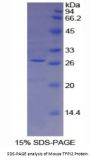 Mouse Tissue Factor Pathway Inhibitor 2 (TFPI2) Protein
