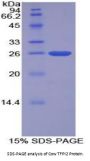 Cow Tissue Factor Pathway Inhibitor 2 (TFPI2) Protein