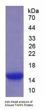 Mouse Metalloproteinase Inhibitor 1 (TIMP1) Protein