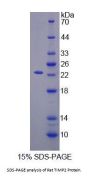 Rat Metalloproteinase Inhibitor 2 (TIMP2) Protein