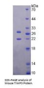 Mouse Metalloproteinase Inhibitor 3 (TIMP3) Protein