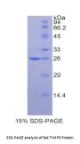 Rat Metalloproteinase Inhibitor 3 (TIMP3) Protein