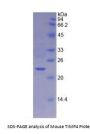 Mouse Metalloproteinase Inhibitor 4 (TIMP4) Protein