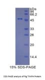 Pig Metalloproteinase Inhibitor 4 (TIMP4) Protein