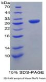 Mouse TNF Receptor Associated Factor 1 (TRAF1) Protein