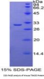 Mouse TNFRSF1A Associated Via Death Domain Protein (TRADD) Protein