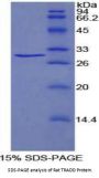 Rat TNFRSF1A Associated Via Death Domain Protein (TRADD) Protein