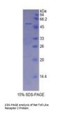Rat Toll Like Receptor 2 (TLR2) Protein