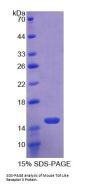 Mouse Toll Like Receptor 3 (TLR3) Protein