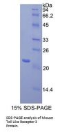 Mouse Toll Like Receptor 3 (TLR3) Protein