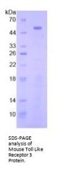 Mouse Toll Like Receptor 3 (TLR3) Protein