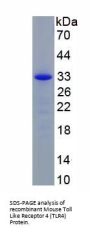 Mouse Toll Like Receptor 4 (TLR4) Protein