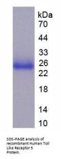 Human Toll Like Receptor 5 (TLR5) Protein