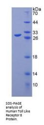 Human Toll Like Receptor 8 (TLR8) Protein