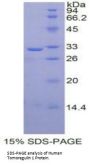 Human Tomoregulin 1 (TR1) Protein