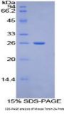 Mouse Torsin 2A (TOR2A) Protein