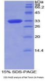 Rat Torsin 2A (TOR2A) Protein