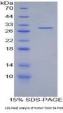 Human Torsin 3A (TOR3A) Protein