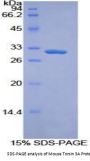 Mouse Torsin 3A (TOR3A) Protein