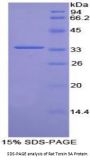 Rat Torsin 3A (TOR3A) Protein
