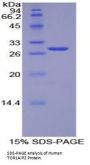 Human Torsin A Interacting Protein 2 (TOR1AIP2) Protein