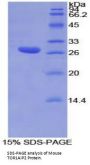 Mouse Torsin A Interacting Protein 2 (TOR1AIP2) Protein