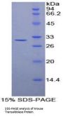 Mouse Transaldolase (TALDO1) Protein