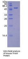 Mouse Transcription Factor A, Mitochondrial (TFAM) Protein