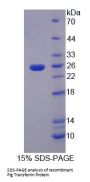 Pig Transferrin (TF) Protein